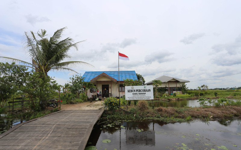 BSIP Lahan Rawa - Satuan Kerja